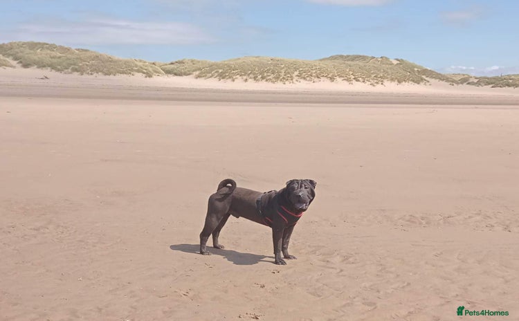 Shar Pei dogs - Advert 1