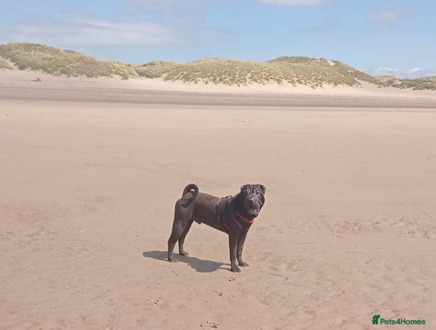 Shar Pei dogs - Advert 2