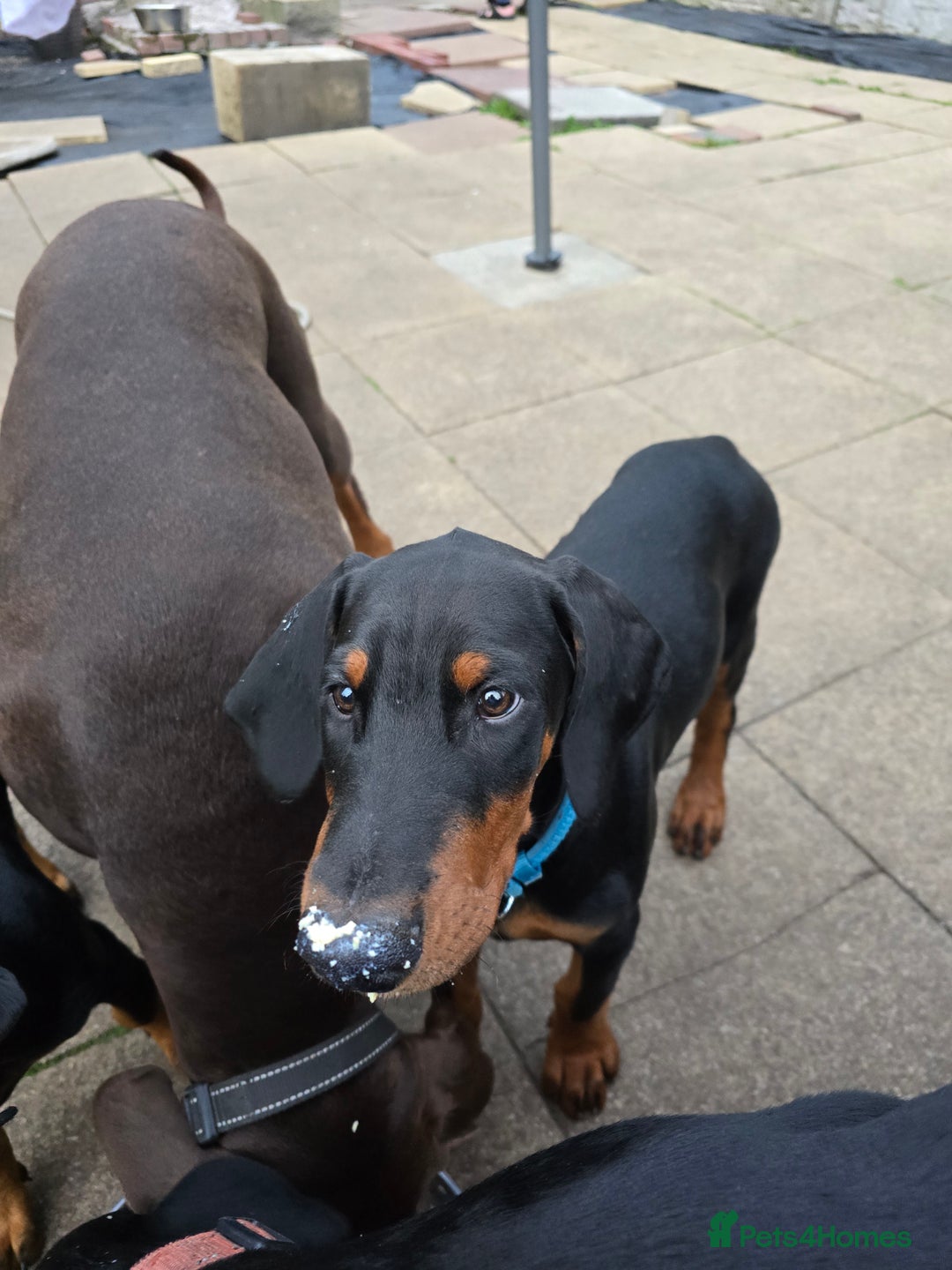 Dobermann dogs for sale: 2 doberman male puppies - Image 2