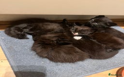 British Shorthair cats for sale: Beautiful, friendly, playful kittens - Image 12