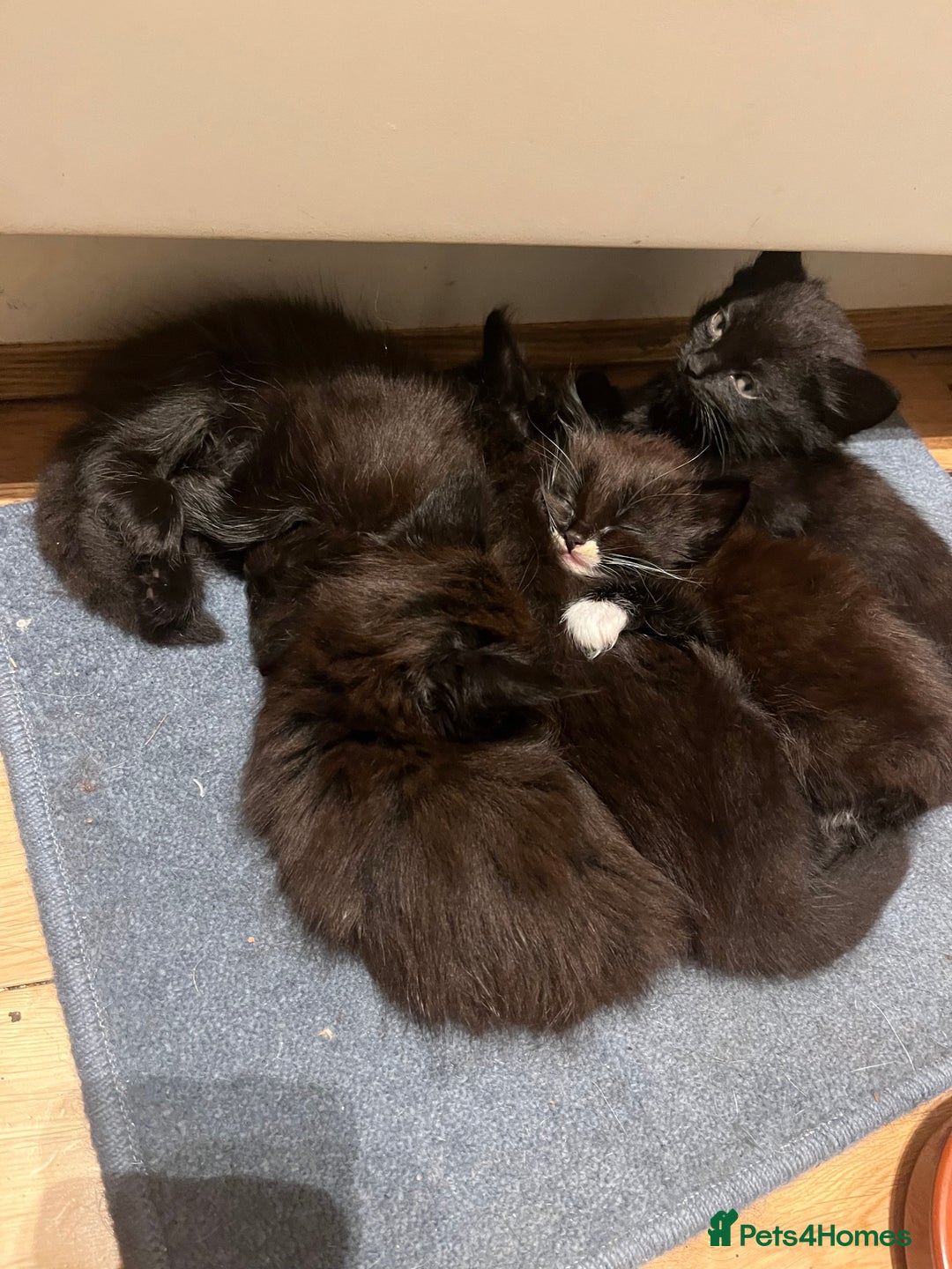 British Shorthair cats for sale: Beautiful, friendly, playful kittens - Image 12