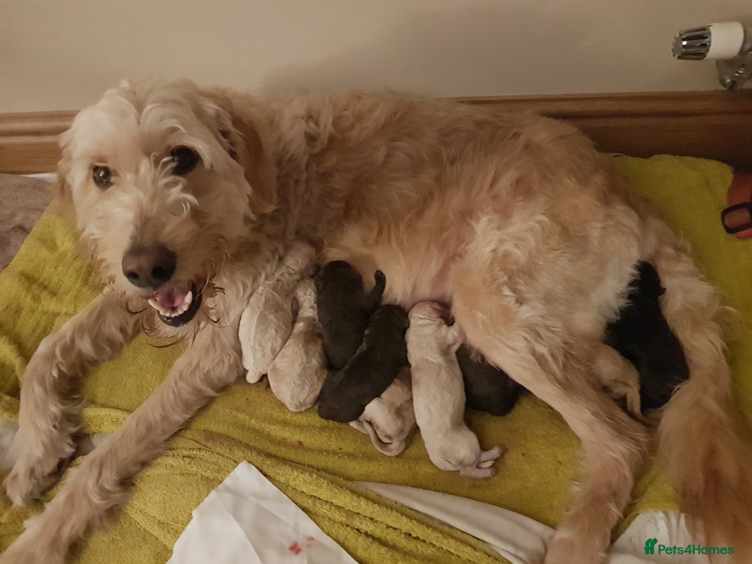 Goldendoodle dogs for stud: Our gorgeous boy Benji  in Northwich - Image 12