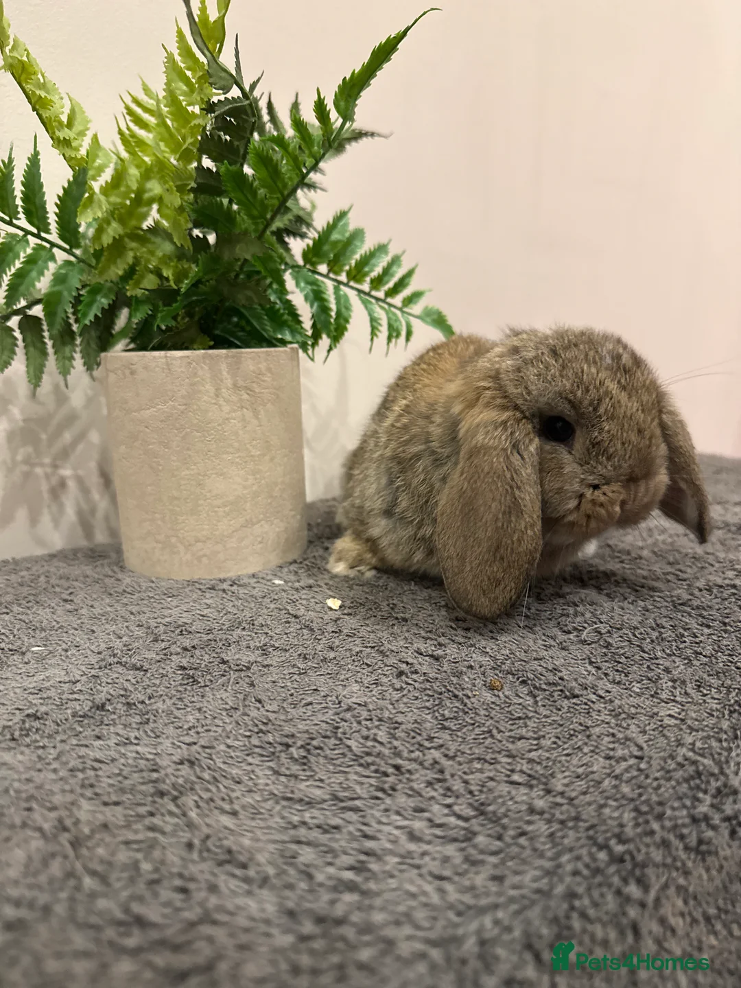 Mini Lop rabbits for sale: Stunning Mini Lop, Ready To Reserve - Advert 6
