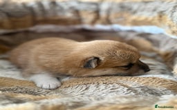 Japanese Shiba Inu dogs for sale: 🧡🦊 Beautiful K.C Shiba Inu Puppies Ready Soon - Image 15