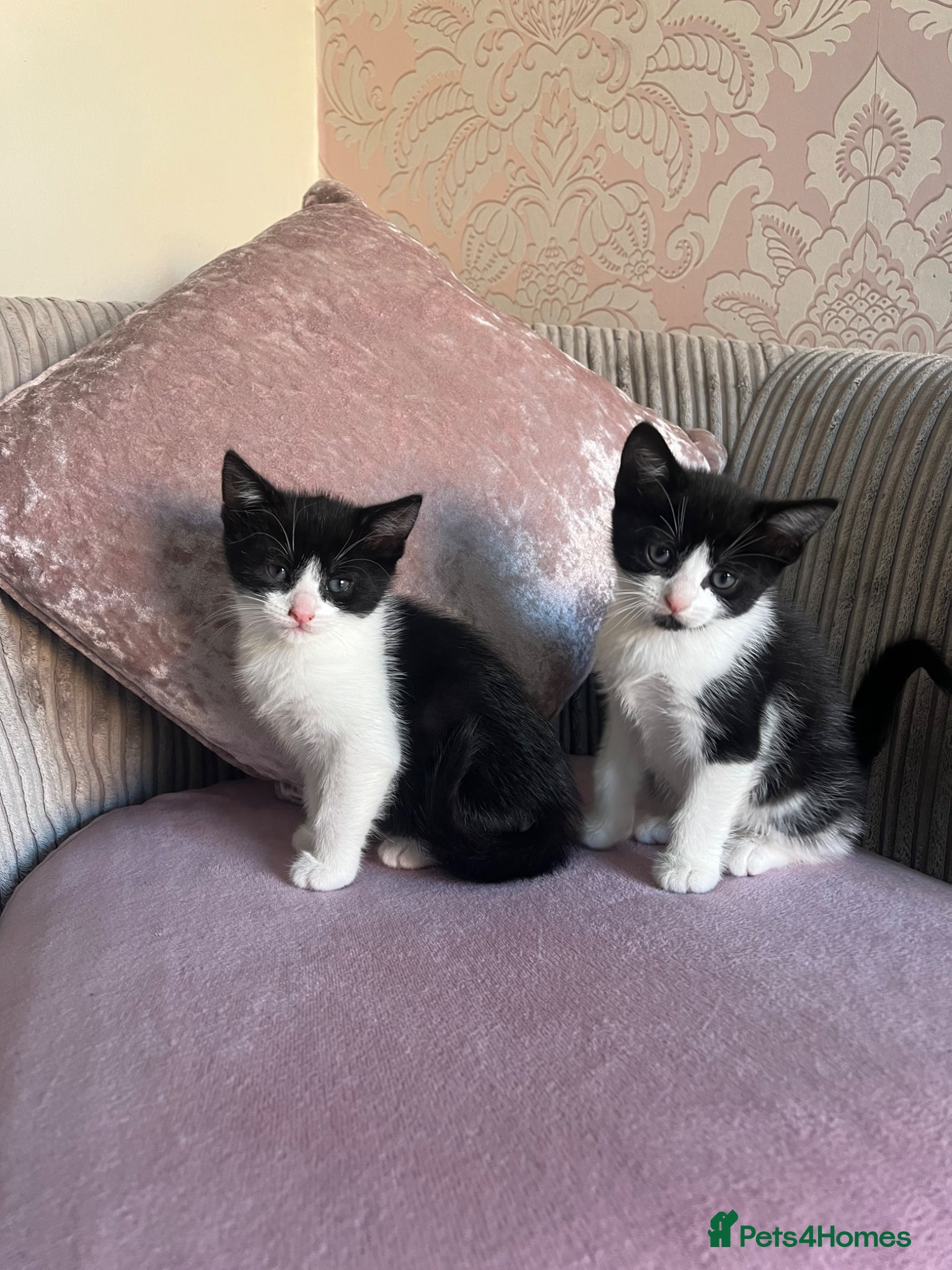 Mixed Breed cats Last 2 kittens left  - Advert 1