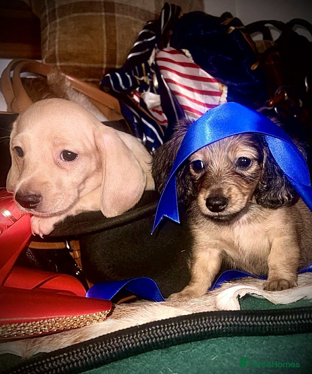 Miniature Dachshund dogs for sale: Pra clear mini smooth dachshund  - Image 7