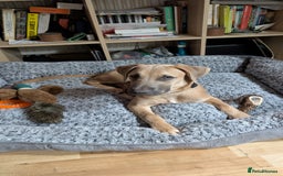 Mixed Breed dogs for sale: 10 month old staff/lab mix - Image 2