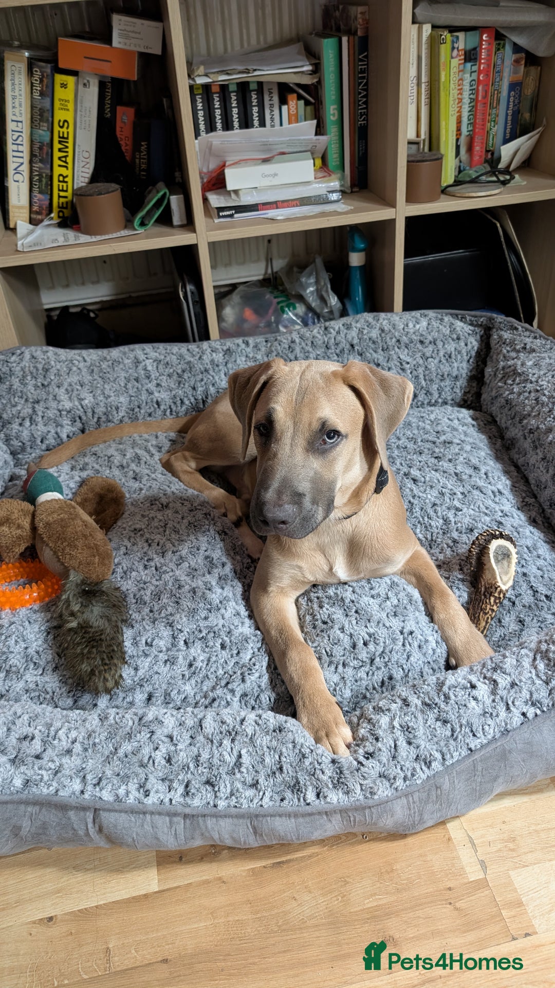 Mixed Breed dogs for sale: 10 month old staff/lab mix - Image 2