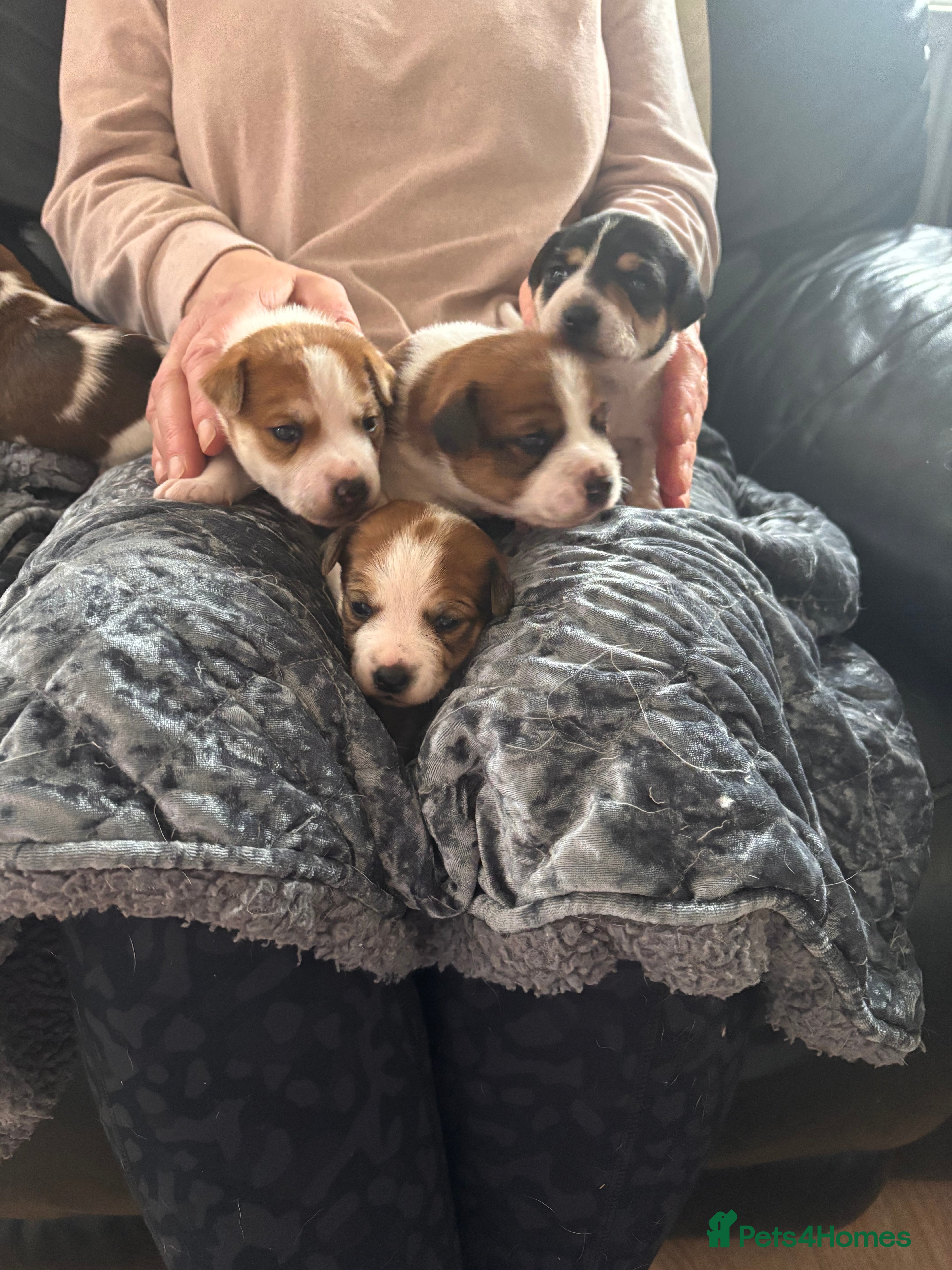 Jack Russell dogs Puppies Looking for Their Forever Homes 🐶💛 - Advert 4