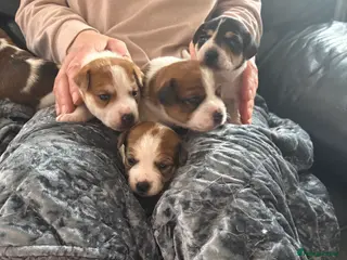 Jack Russell dogs Puppies Looking for Their Forever Homes 🐶💛 - Advert 4