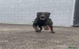 Mixed Breed dogs for sale: 2 year old Belgian Malinois cross (Ivar) - Advert 5