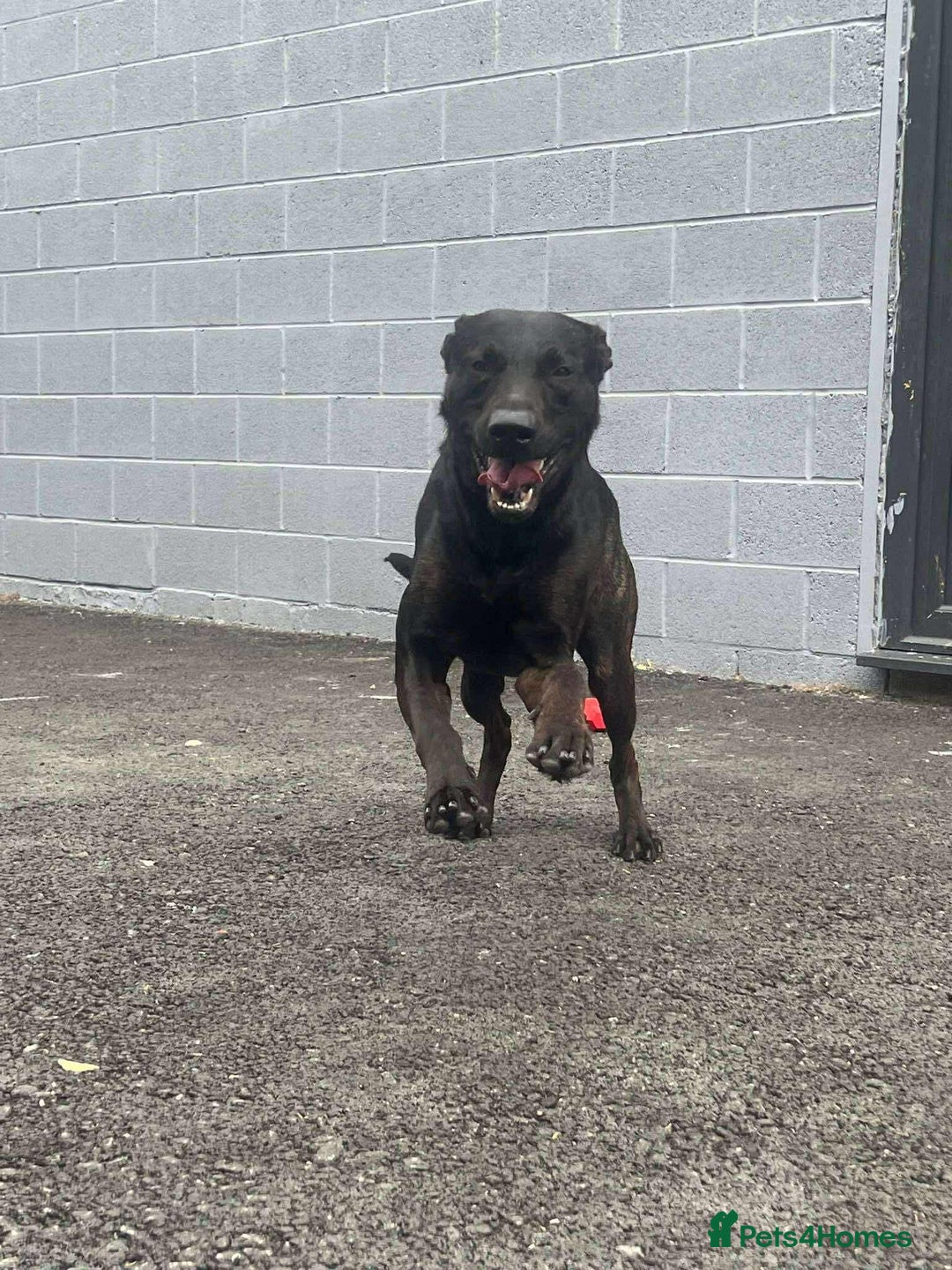 Mixed Breed dogs for sale: 2 year old Belgian Malinois cross (Ivar) - Advert 5