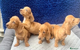 Miniature Dachshund dogs for sale: RED DAPPLE KC MINI PRA CLEAR READY NOW  - Image 5