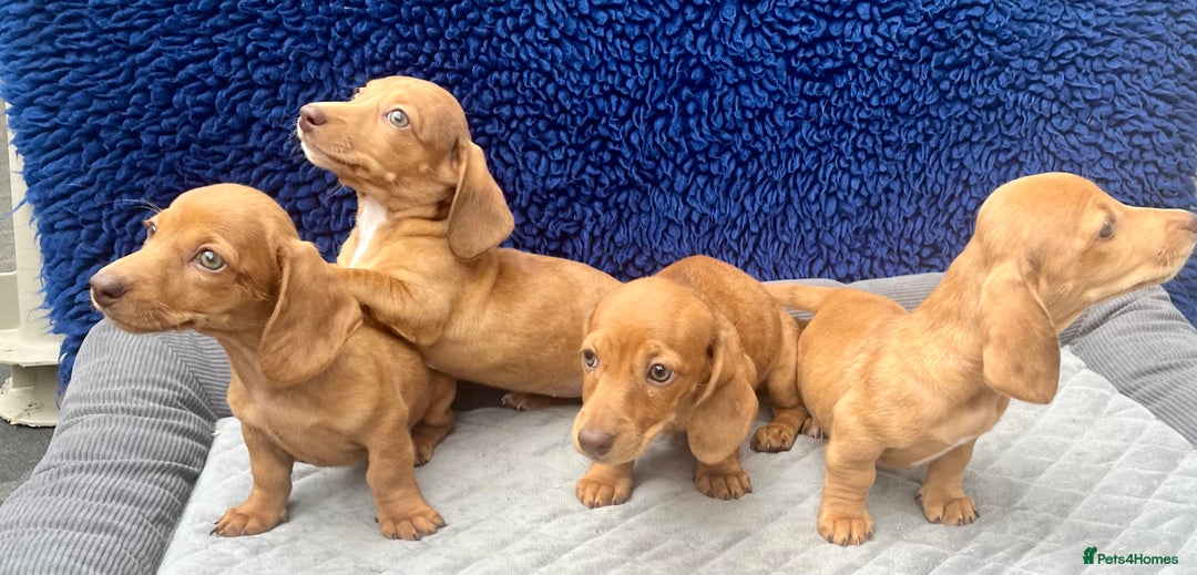 Miniature Dachshund dogs for sale: RED DAPPLE KC MINI PRA CLEAR READY NOW  - Image 5