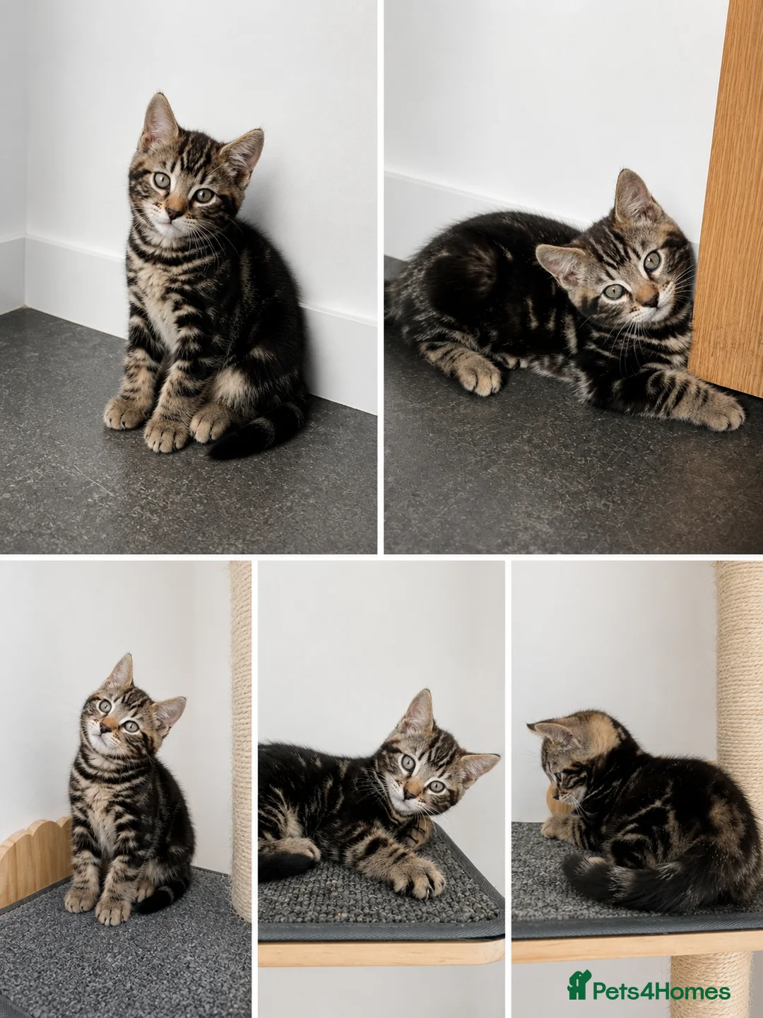 Bengal cats for sale: Bengal Kittens  - Advert 3