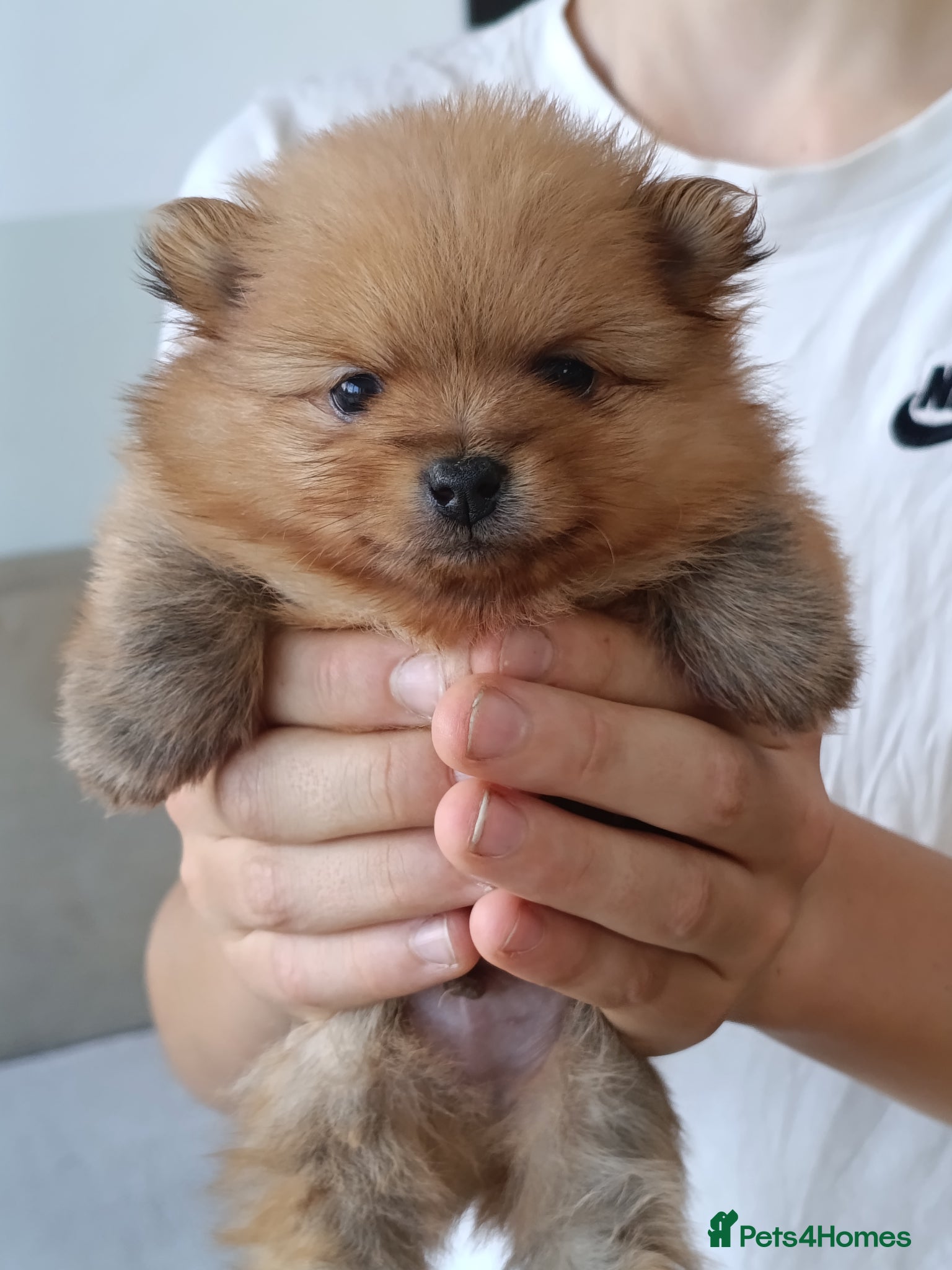 Pomeranian dogs Absolute stunning pups KC registered  - Advert 1