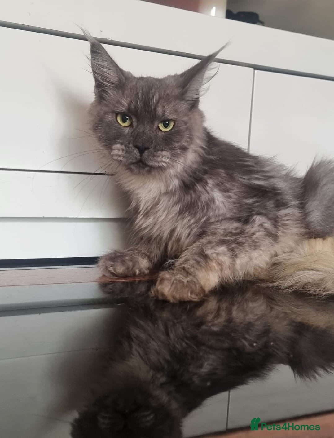 Maine Coon cats Beautiful Maine Coon Kittens READY TO LEAVE - Advert 16