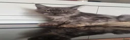 Maine Coon cats for sale: Beautiful Maine Coon Kittens READY TO LEAVE - Advert 5