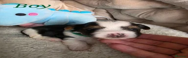 Biewer Terrier Boy