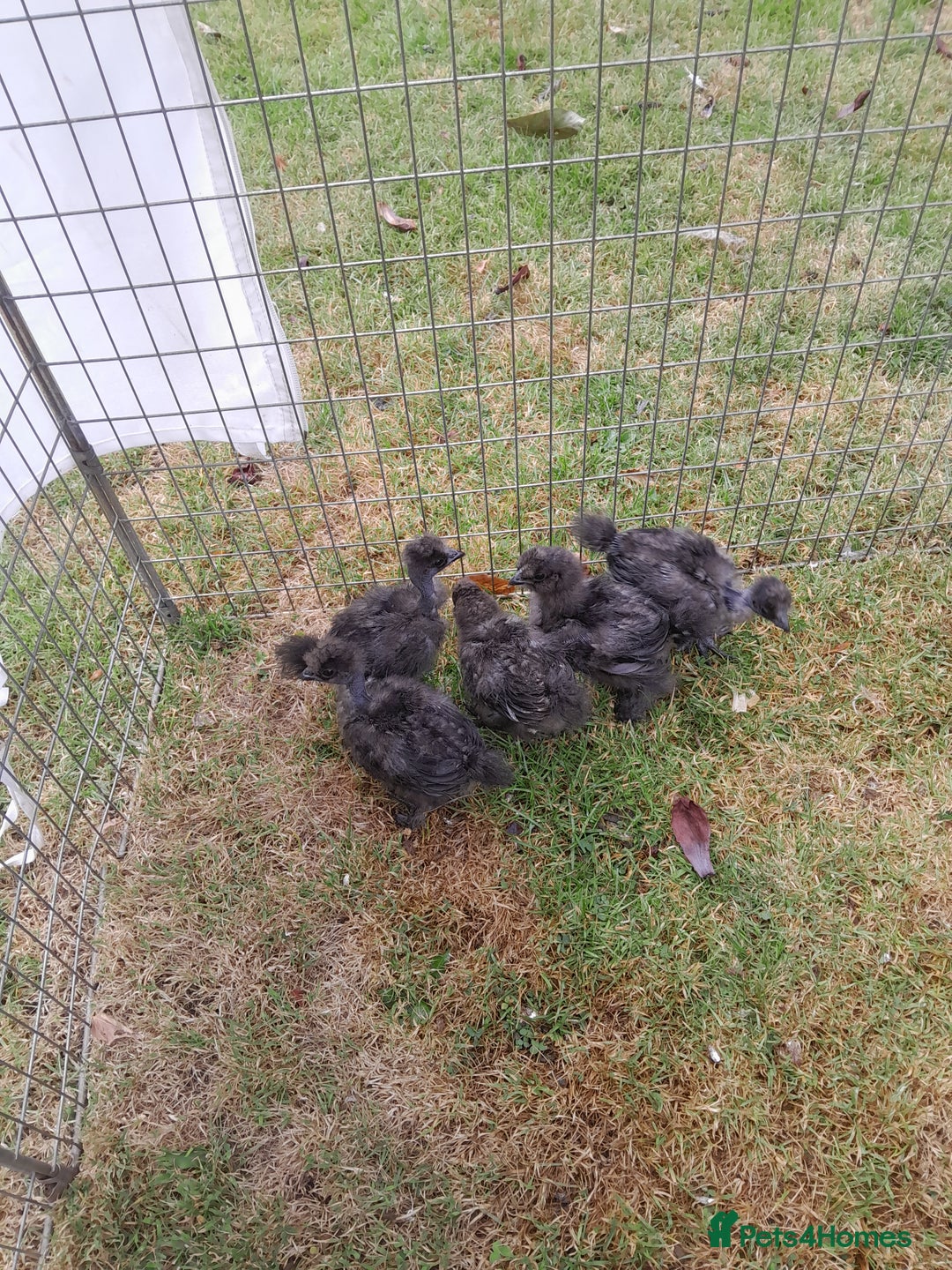 Chickens poultry for sale: Showgirl and silkie chicks/chickens - Image 2