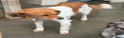 Mixed Breed dogs for adoption: Bambi - Norwich Norfolk  - Advert 4