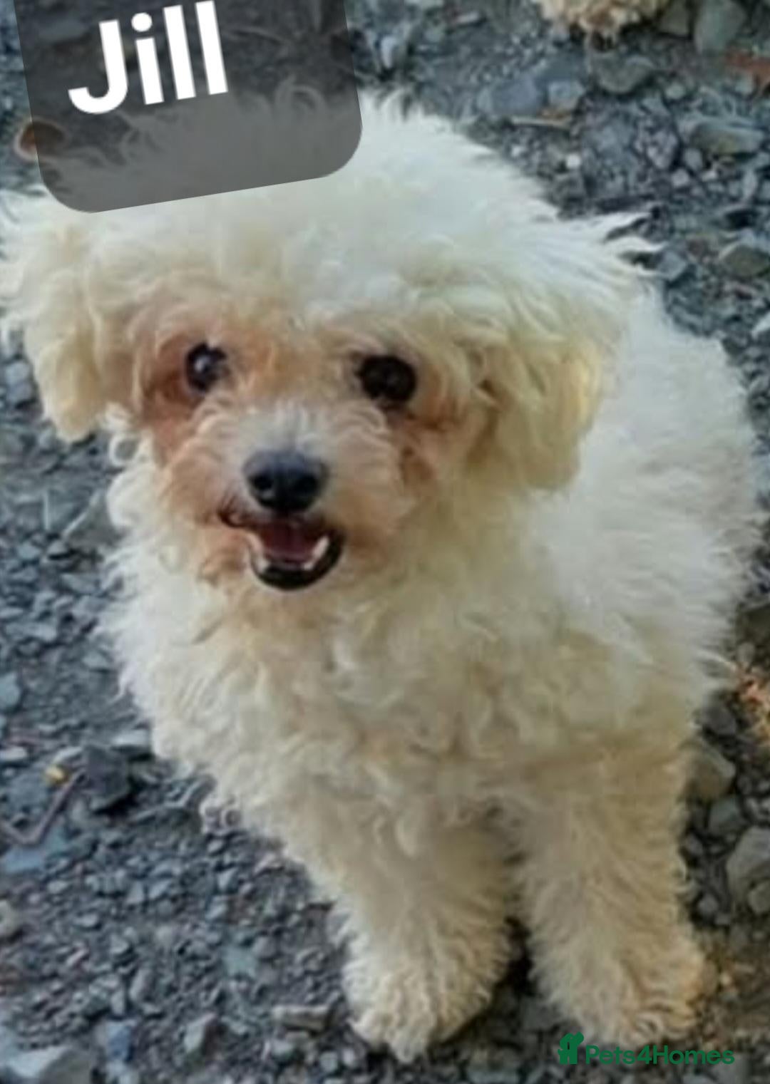 Bichon Frise dogs Jack & Jill small BIchon - Advert 9