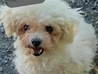 Bichon Frise dogs Jack & Jill small BIchon - Advert 1