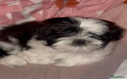 Mixed Breed dogs for sale: 12 week old Shih Tzu x Japanese Chin (Jatzu) - Image 2