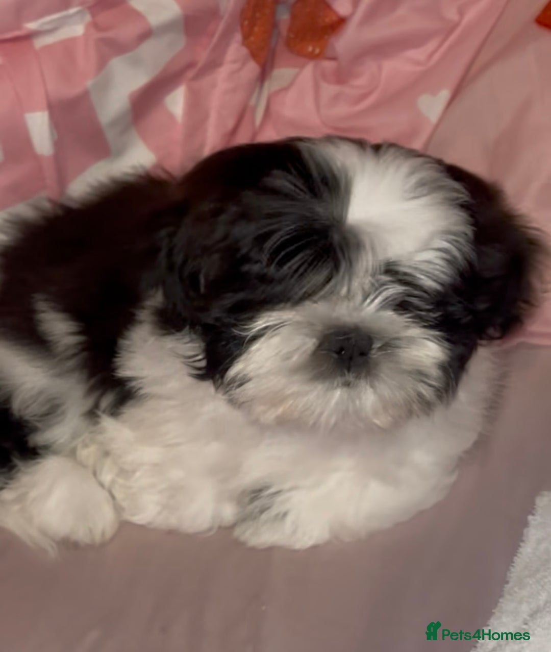 Mixed Breed dogs for sale: 12 week old Shih Tzu x Japanese Chin (Jatzu) - Image 2