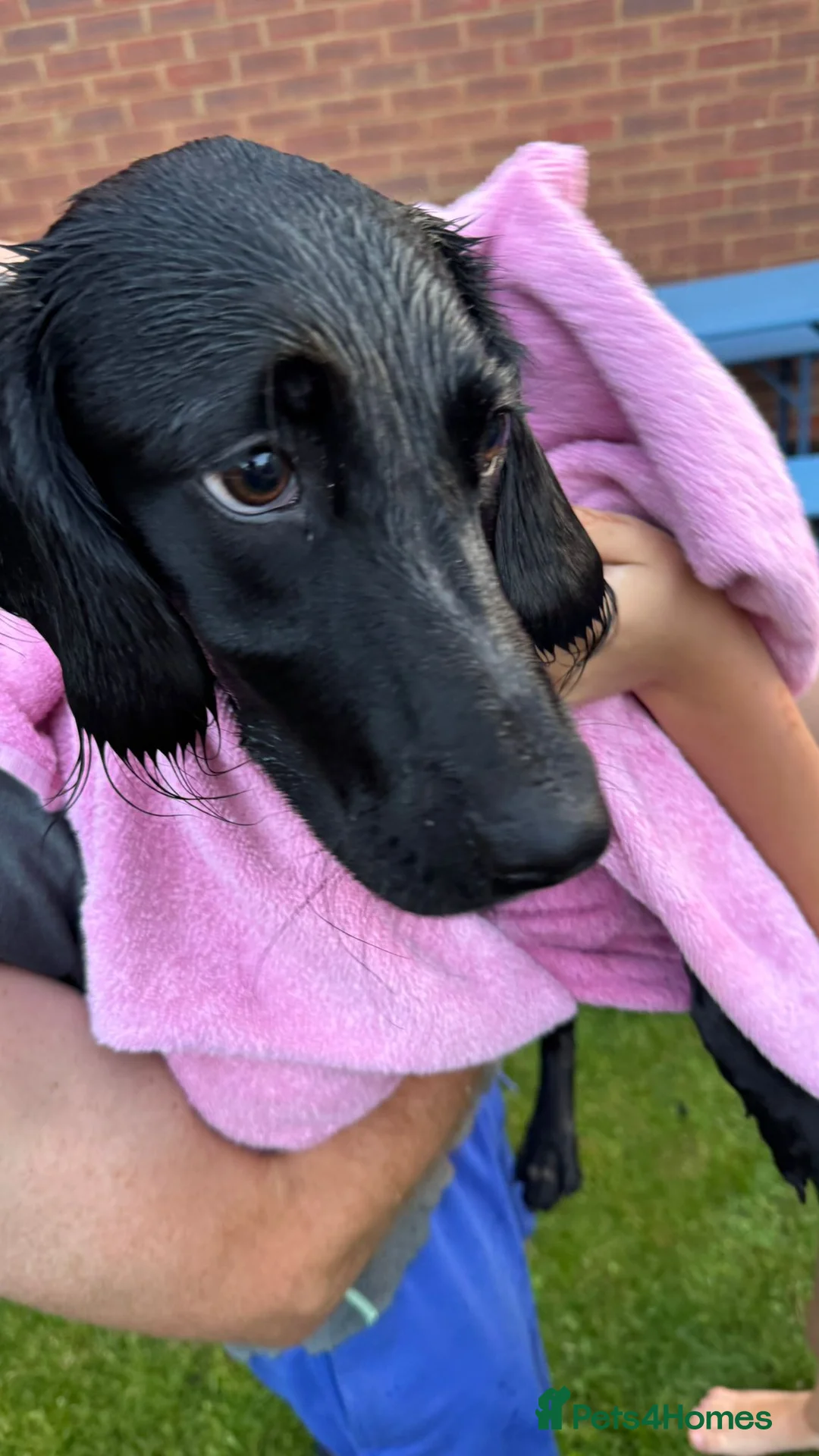 Springador dogs for sale: Beautiful Springador in Bexhill-on-Sea - Advert 2