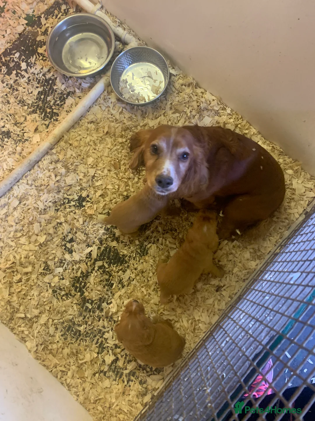 Cocker Spaniel dogs for sale: Two beautiful red working cocker spaniels - Advert 1