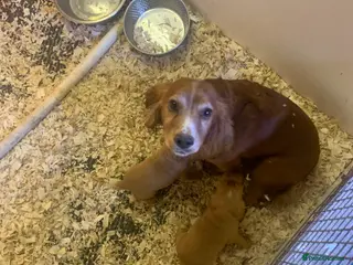 Cocker Spaniel dogs Two beautiful red working cocker spaniels - Advert 3