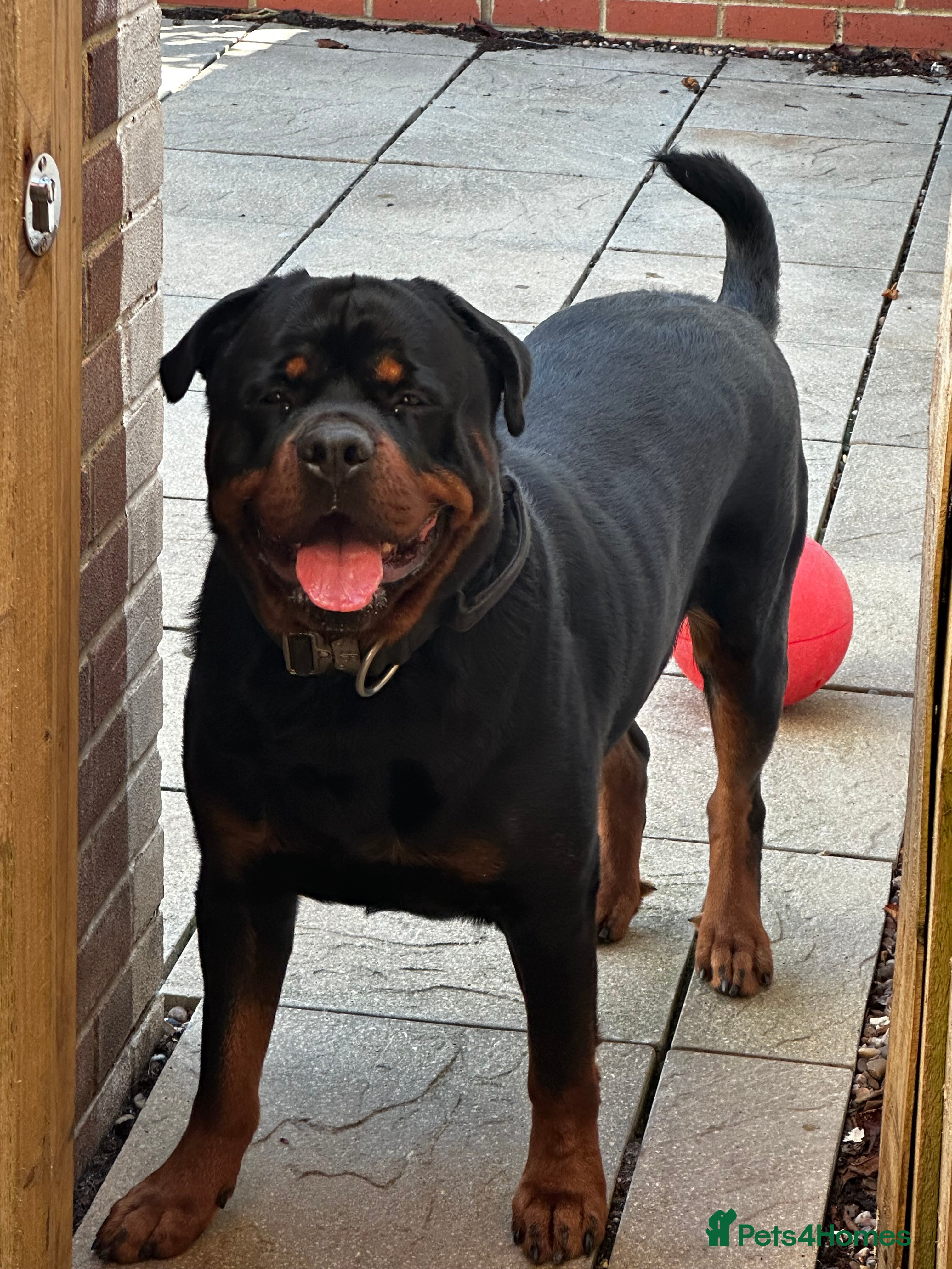 Rottweiler dogs Rottweiler needs a loving forever home  - Advert 2
