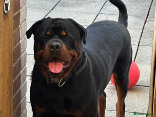 Rottweiler dogs Rottweiler needs a loving forever home - Advert 1