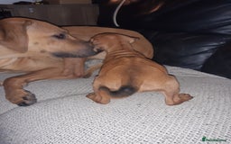 Rhodesian Ridgeback dogs for sale: 🦁KC RHODESIAN RIDGEBACKS PUPPIES🦁  - Image 14