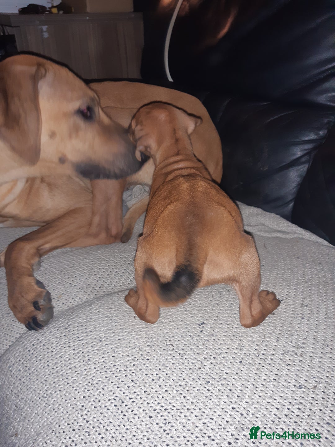 Rhodesian Ridgeback dogs for sale: 🦁KC RHODESIAN RIDGEBACKS PUPPIES🦁  - Image 14