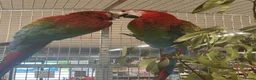 Macaws birds for sale: Gorgeous bonded Proven pair of Greenwing Macaws  - Advert 3