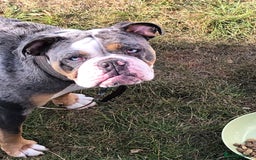 Old Tyme Bulldog dogs for sale: Della - old tyme bulldog  - Image 6