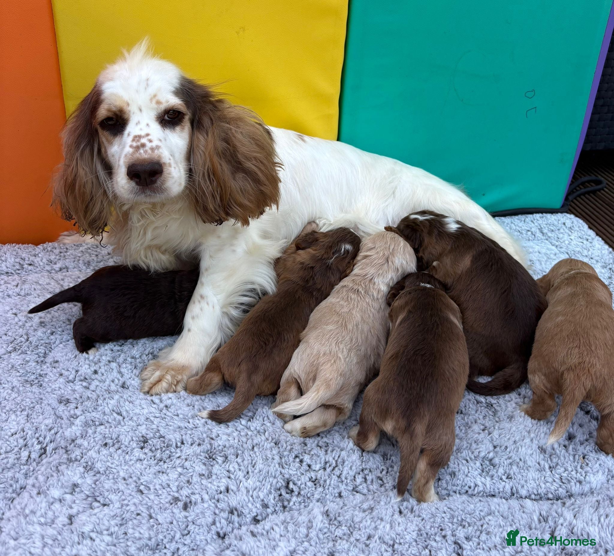 Cocker Spaniel dogs for sale: Cocker spaniel puppies - Advert 1