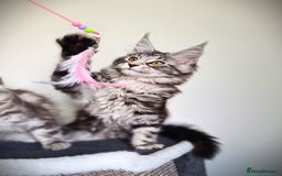 Maine Coon cats for sale: STUNNING XL PEDIGREE MAINE COON KITTENS  - Image 15