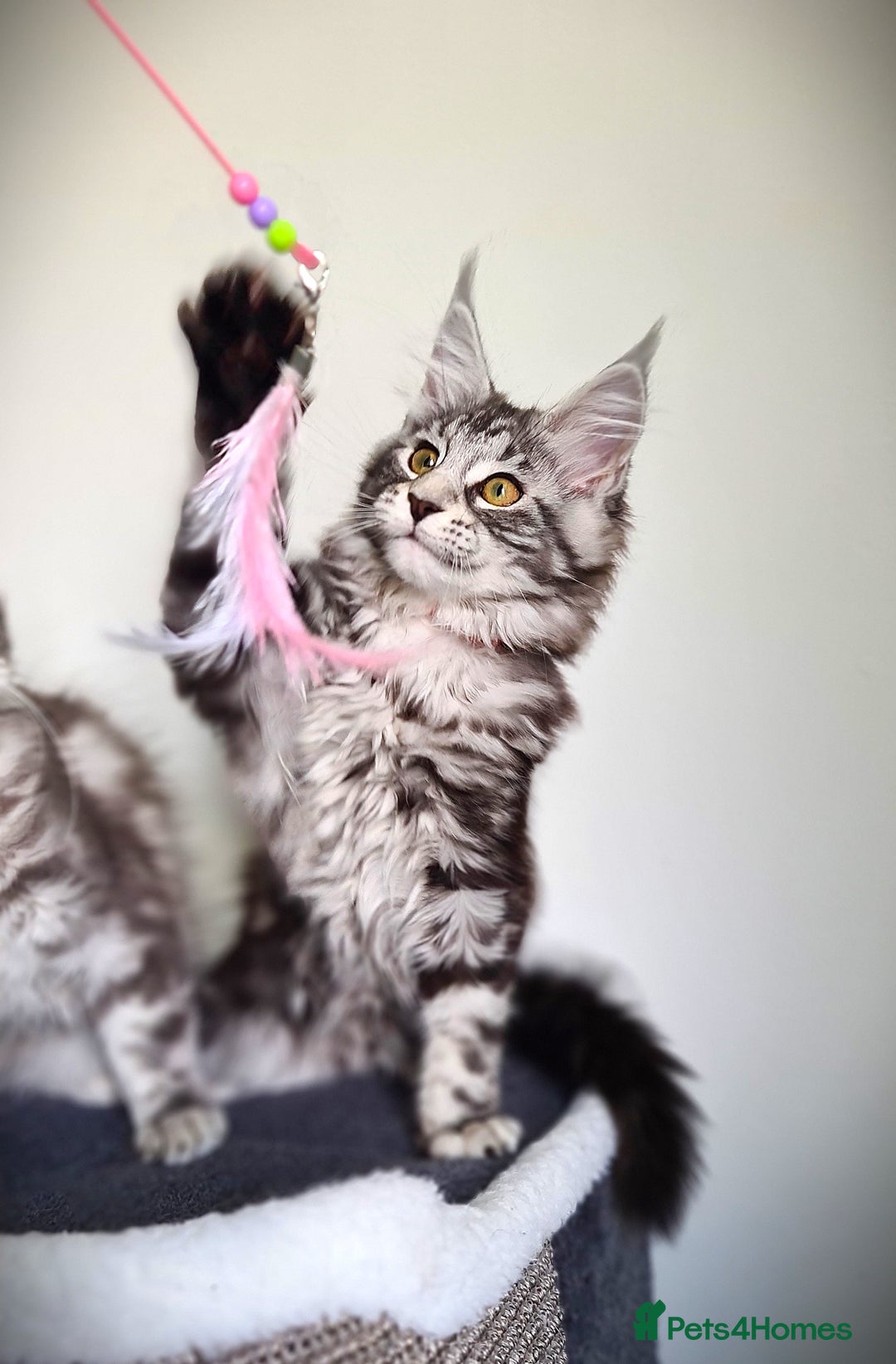 Maine Coon cats for sale: STUNNING XL PEDIGREE MAINE COON KITTENS  - Image 15