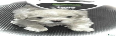 Maltese Puppy 1