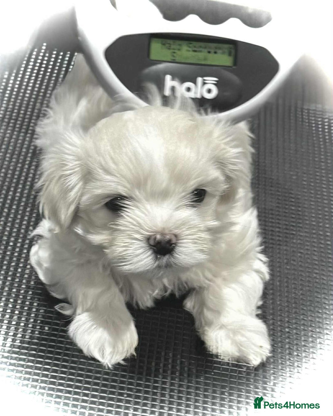 Maltese dogs for sale: KC Registered Maltese Puppies  - Advert 3