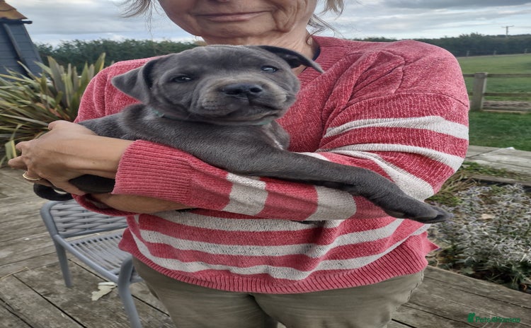 Staffordshire Bull Terrier dogs - Advert 2