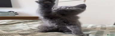 British Shorthair 1