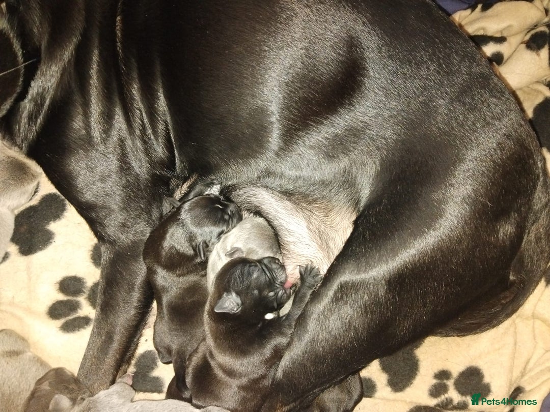 Staffordshire Bull Terrier dogs for sale: Black and blue staffing puppies  - Advert 1