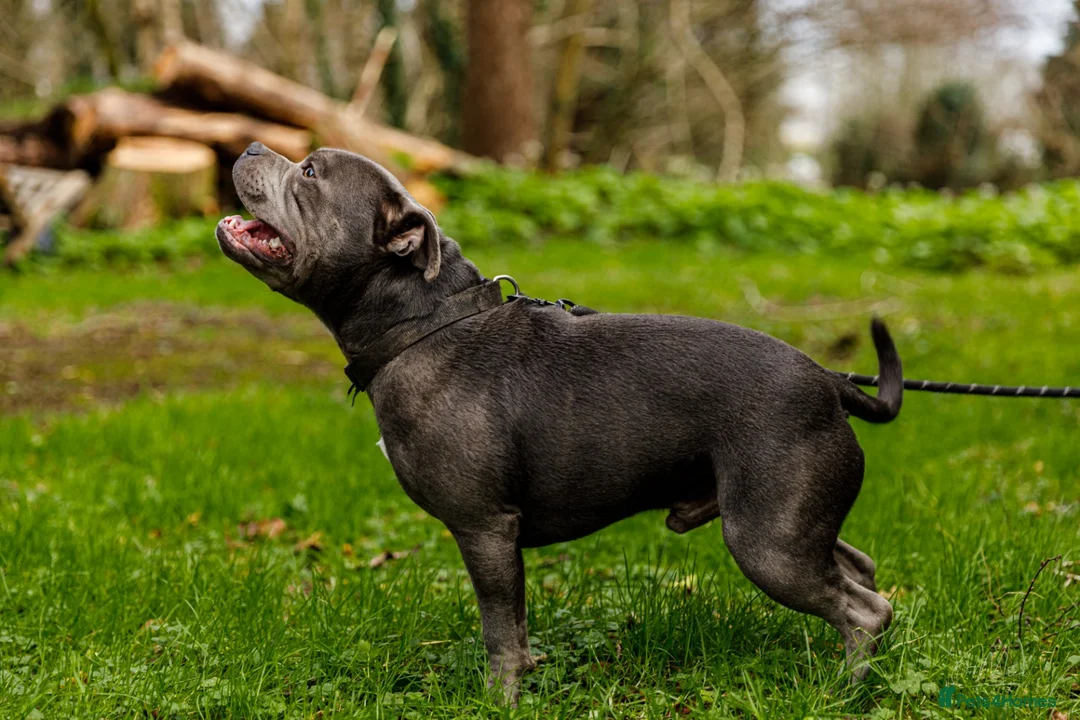 Staffordshire Bull Terrier dogs for stud: Best bloodlines in the UK Holds 20  CHAMPS PROVEN in Swansea - Advert 7