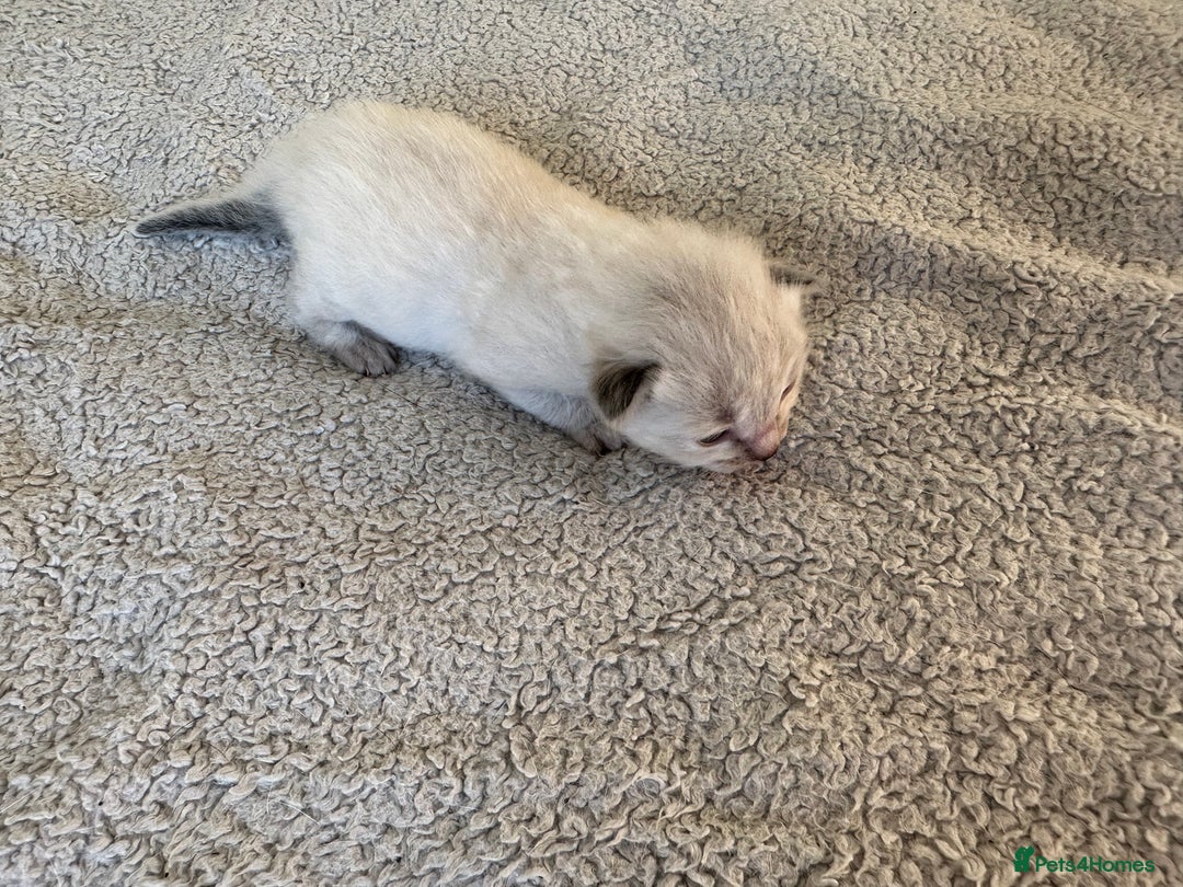 Ragdoll cats for sale: RAGDOLL X KITTENS  - Image 19