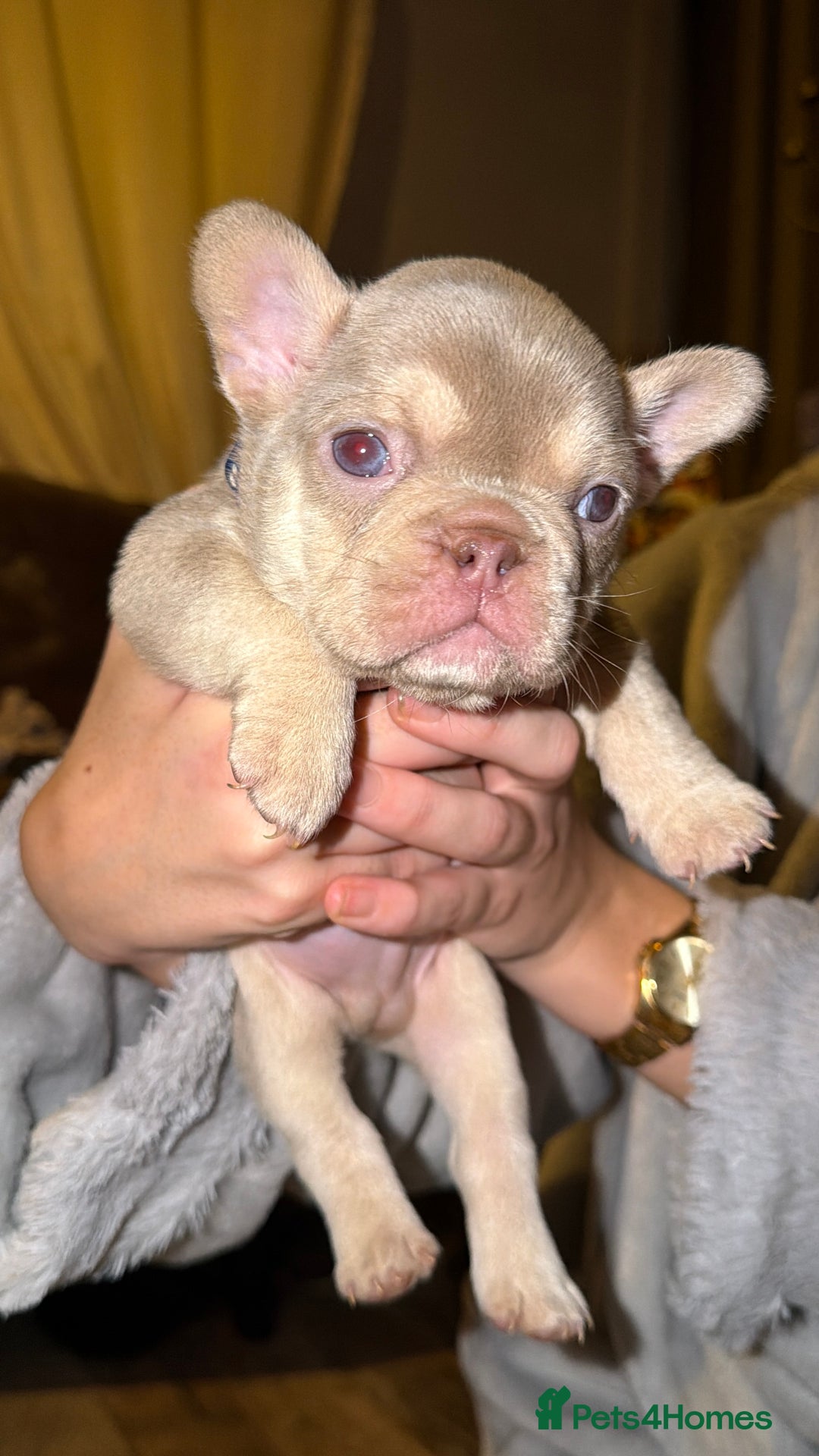 French Bulldog dogs for sale: 6 beautiful Isabella and tan  - Advert 6