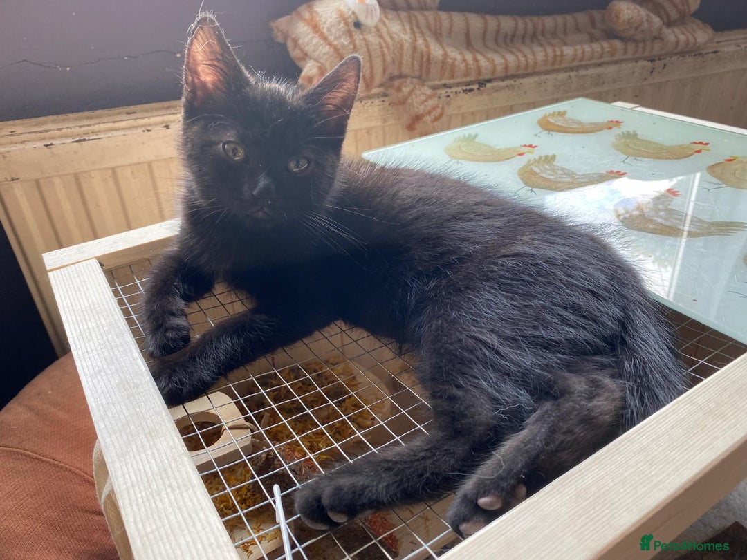 Mixed Breed cats for adoption: Rescue kittens bonded pair of girls abandoned - Image 10